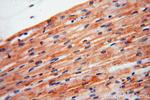 XPR1 Antibody in Immunohistochemistry (Paraffin) (IHC (P))