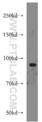 XPR1 Antibody in Western Blot (WB)