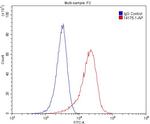 Liprin alpha 1 Antibody in Flow Cytometry (Flow)