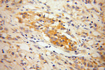 Liprin alpha 1 Antibody in Immunohistochemistry (Paraffin) (IHC (P))