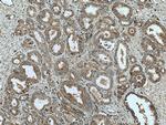 Liprin alpha 1 Antibody in Immunohistochemistry (Paraffin) (IHC (P))