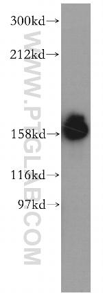 Liprin alpha 1 Antibody in Western Blot (WB)