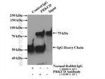 PKC delta Antibody in Immunoprecipitation (IP)