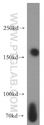 NUP153 Antibody in Western Blot (WB)