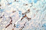 HSD11B2 Antibody in Immunohistochemistry (Paraffin) (IHC (P))