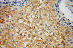 CAT-1 Antibody in Immunohistochemistry (Paraffin) (IHC (P))