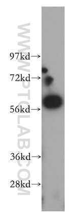 CREB5 Antibody in Western Blot (WB)