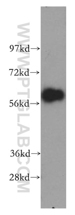 CREB5 Antibody in Western Blot (WB)