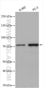 TNK1 Antibody in Western Blot (WB)