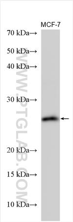 MREG Antibody in Western Blot (WB)
