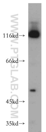 TRIM24 Antibody in Western Blot (WB)