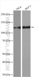 TRIM24 Antibody in Western Blot (WB)
