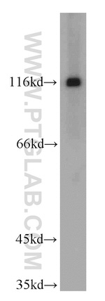 TRIM24 Antibody in Western Blot (WB)