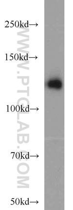 TRIM24 Antibody in Western Blot (WB)
