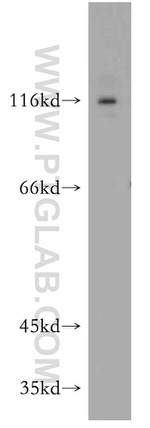 TRIM24 Antibody in Western Blot (WB)