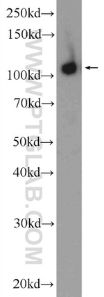 TRIM24 Antibody in Western Blot (WB)