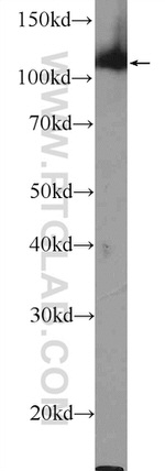 TRIM24 Antibody in Western Blot (WB)