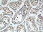 PIWIL2 Antibody in Immunohistochemistry (Paraffin) (IHC (P))