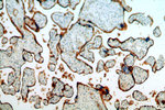 CD39/ENTPD1 Antibody in Immunohistochemistry (Paraffin) (IHC (P))