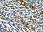 CD39/ENTPD1 Antibody in Immunohistochemistry (Paraffin) (IHC (P))
