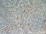 CD39/ENTPD1 Antibody in Immunohistochemistry (Paraffin) (IHC (P))