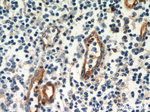 CD39/ENTPD1 Antibody in Immunohistochemistry (Paraffin) (IHC (P))