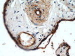 CD39/ENTPD1 Antibody in Immunohistochemistry (Paraffin) (IHC (P))