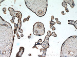 CD39/ENTPD1 Antibody in Immunohistochemistry (Paraffin) (IHC (P))