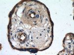 CD39/ENTPD1 Antibody in Immunohistochemistry (Paraffin) (IHC (P))