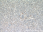 CD39/ENTPD1 Antibody in Immunohistochemistry (Paraffin) (IHC (P))
