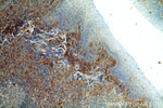 CD39/ENTPD1 Antibody in Immunohistochemistry (Paraffin) (IHC (P))