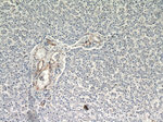 CD39/ENTPD1 Antibody in Immunohistochemistry (Paraffin) (IHC (P))