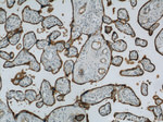 CD39/ENTPD1 Antibody in Immunohistochemistry (Paraffin) (IHC (P))