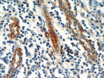 CD39/ENTPD1 Antibody in Immunohistochemistry (Paraffin) (IHC (P))