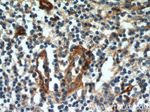 CD39/ENTPD1 Antibody in Immunohistochemistry (Paraffin) (IHC (P))