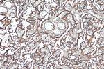 CD39/ENTPD1 Antibody in Immunohistochemistry (Paraffin) (IHC (P))