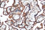 CD39/ENTPD1 Antibody in Immunohistochemistry (Paraffin) (IHC (P))