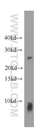 MRAS Antibody in Western Blot (WB)