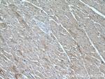 CCL14 Antibody in Immunohistochemistry (Paraffin) (IHC (P))
