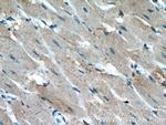 CCL14 Antibody in Immunohistochemistry (Paraffin) (IHC (P))