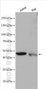 Cytohesin 1 Antibody in Western Blot (WB)