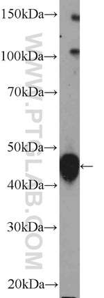 Cytohesin 1 Antibody in Western Blot (WB)