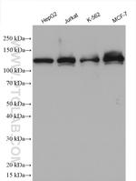 RABGAP1 Antibody in Western Blot (WB)