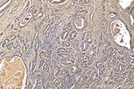 Prostein Antibody in Immunohistochemistry (Paraffin) (IHC (P))