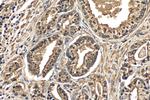 Prostein Antibody in Immunohistochemistry (Paraffin) (IHC (P))