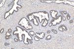 Prostein Antibody in Immunohistochemistry (Paraffin) (IHC (P))