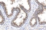 Prostein Antibody in Immunohistochemistry (Paraffin) (IHC (P))