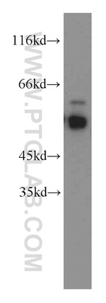 STAU1 Antibody in Western Blot (WB)