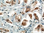 PLCD1 Antibody in Immunohistochemistry (Paraffin) (IHC (P))