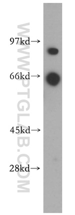 PLCD1 Antibody in Western Blot (WB)